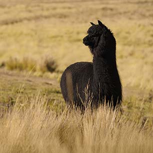 Inca Tops: How to build trust in our sustainable fiber? Alpaca on farm in Peru